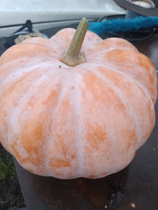 Продам гарбузи кашові