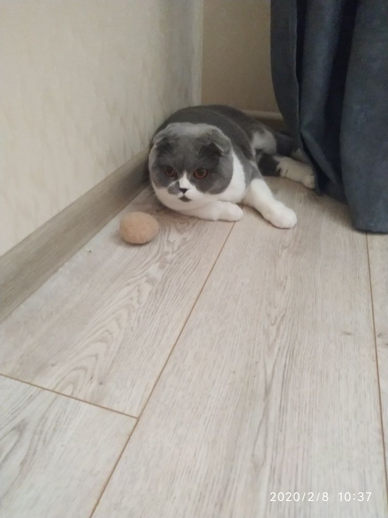 Ищем кота для вязки