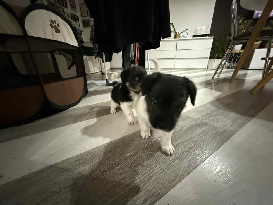 Dwa szczeniaczki szukają domku .