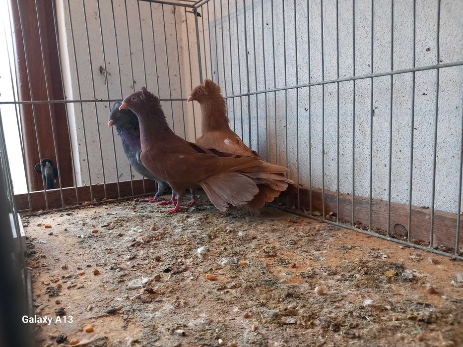 Sokoły gdańskie - sokół gdański