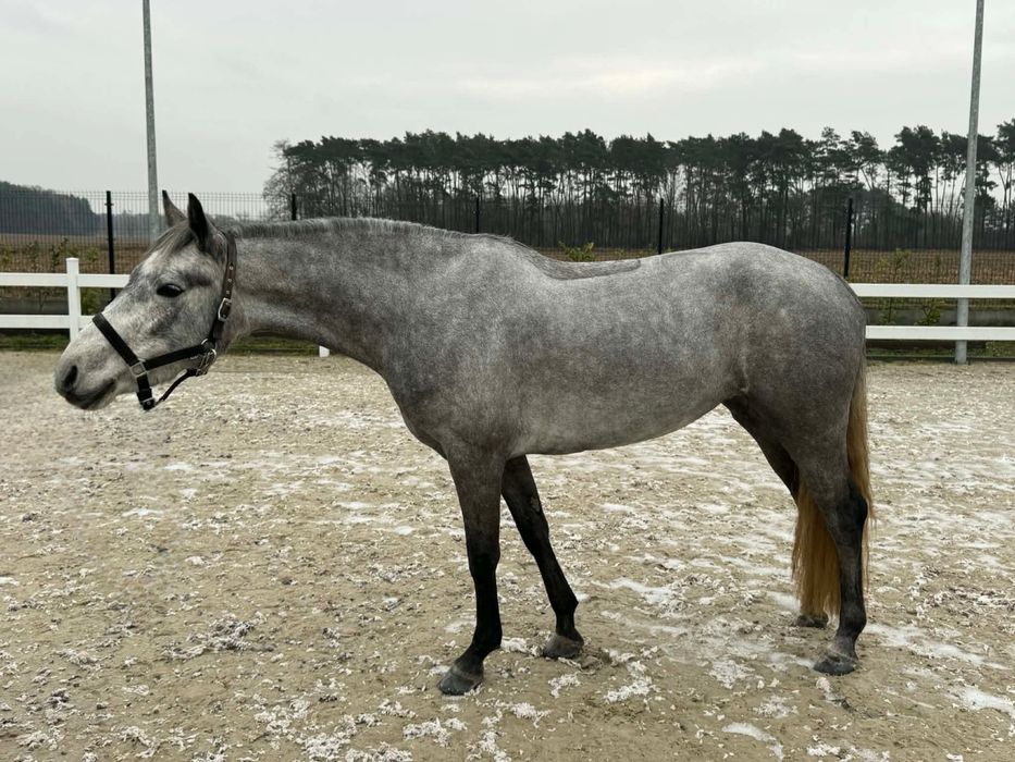 Kuc Connemara Class 1