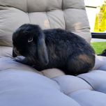 Mini lop rasowy metryka legalna hodowla miniaturka baranek