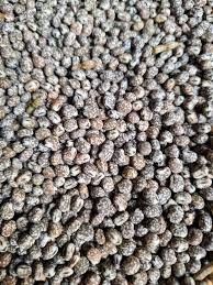 Łubin gorzki karo 2025