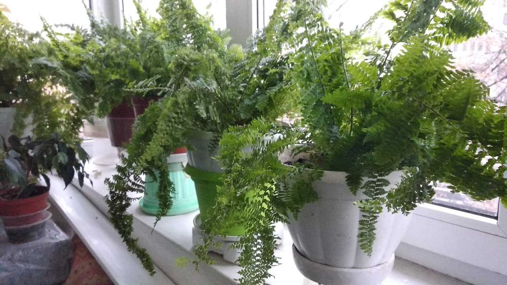 Папоротник декоративный