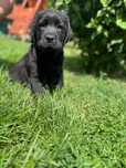Czarny samiec Labrador Retriever FCI