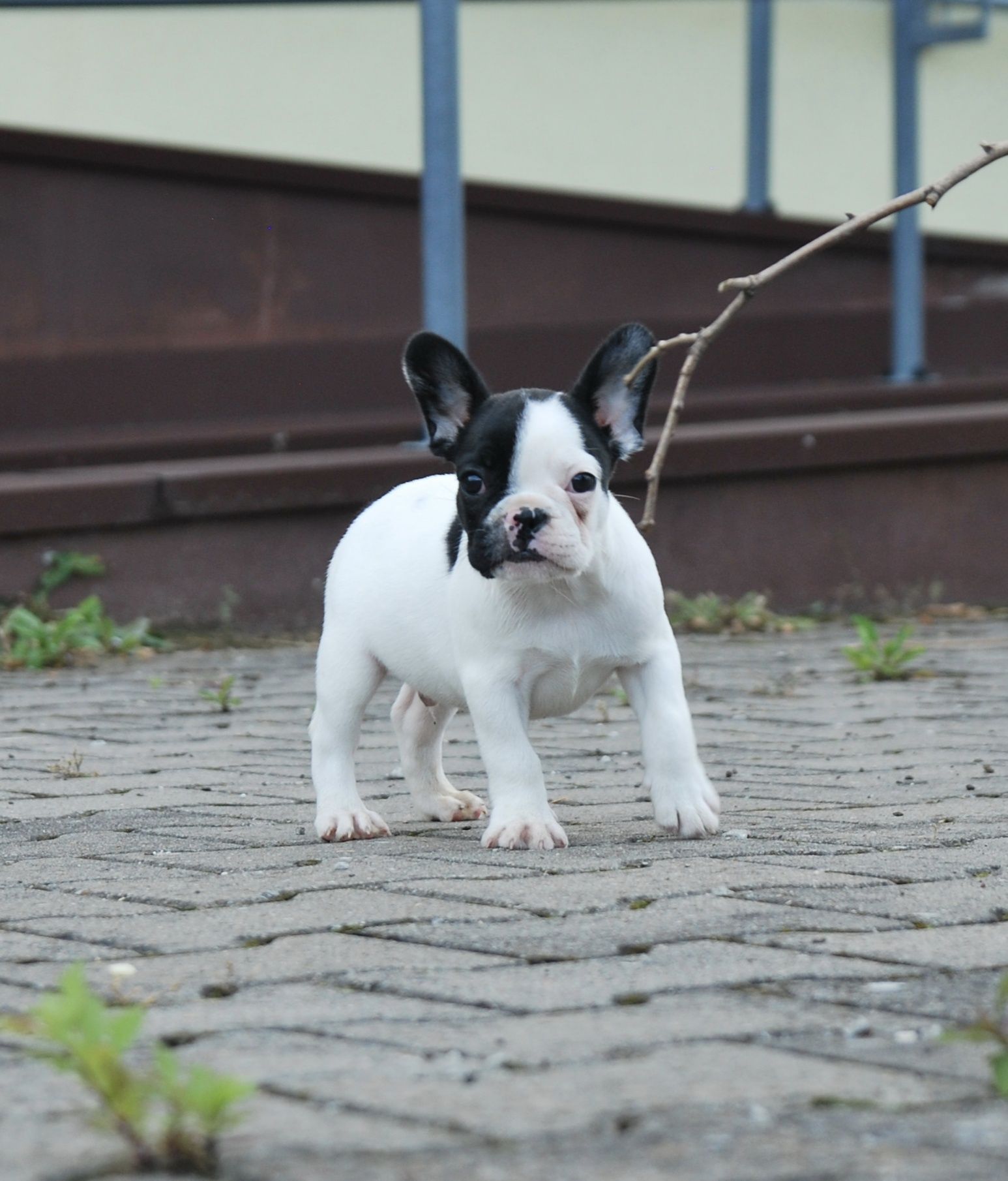 Buldog francuski FCI ZKwP