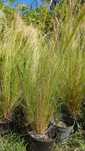 Stipa ostnica Pony Tails duża sadzonka w doniczce P13