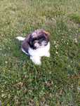 Shih-Tzu Rodowód