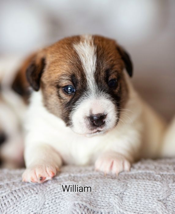 Jack Russell Terrier samiec William