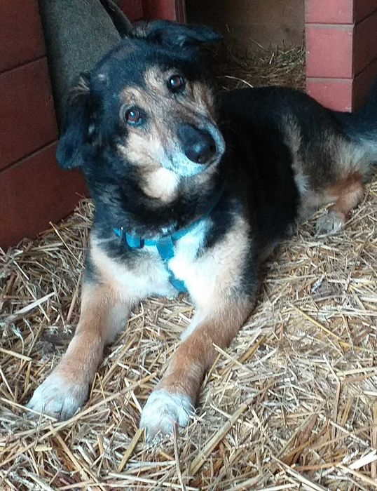 Waleria, kocha człowieka nad życie. Daj jej szansę na dom