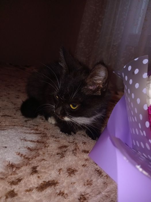 Котята,  коты, кошки