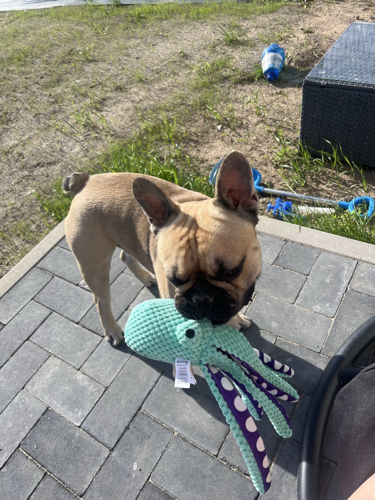 Oddam buldoga francuskiego