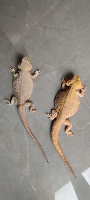 Samiec Samica Agama Brodata Para Agam Brodatych Pogona Vitticeps