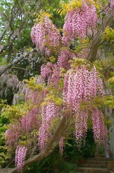 WISTERIA Glicynia Szczepiona Cena 75 zł