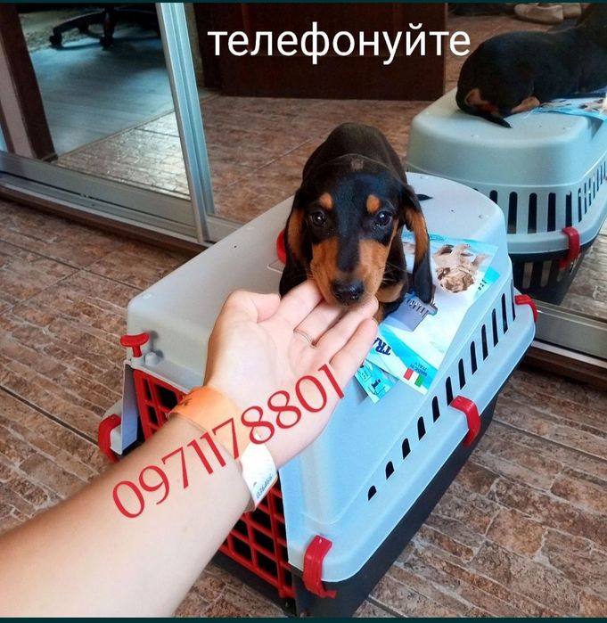 Має щеплення, чорно-підпала, дівчинка вакцини Нобівак.