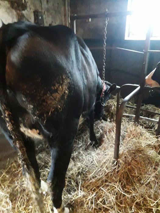 Jałówka wysokocielna