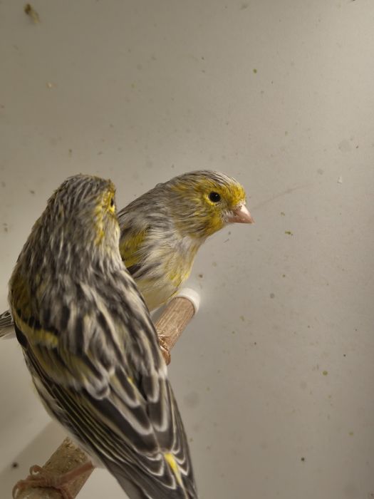 Kanarki z własnej hodowli. Samce