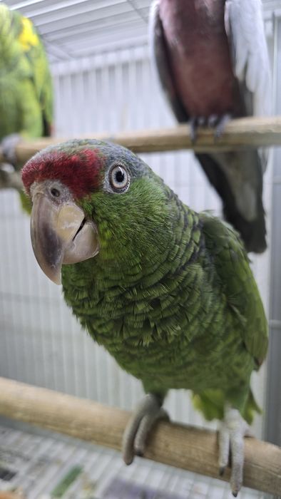 Papagaio viridigenalis