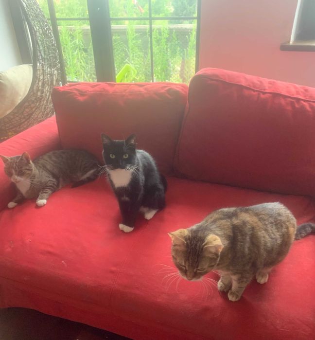 Hotel dla psów, kotów, królików, gryzoni i innych zwierząt