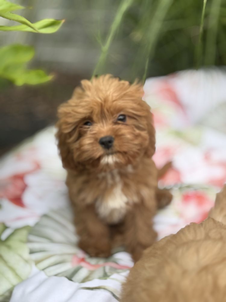Cavapoo suczka o pieknym umaszczeniu