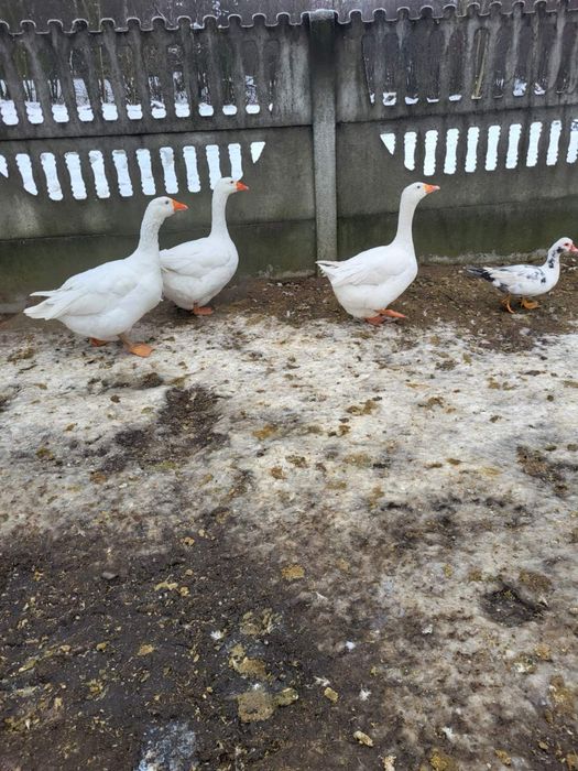 Gęsi,  Kaczki francuskie i bieguski żywe i tuszki