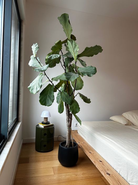 Ficus Lirata com vaso (200 cm)