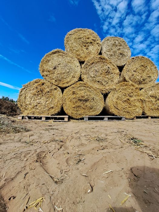 Słoma w balotach / słoma sucha z pod fliz z transportem