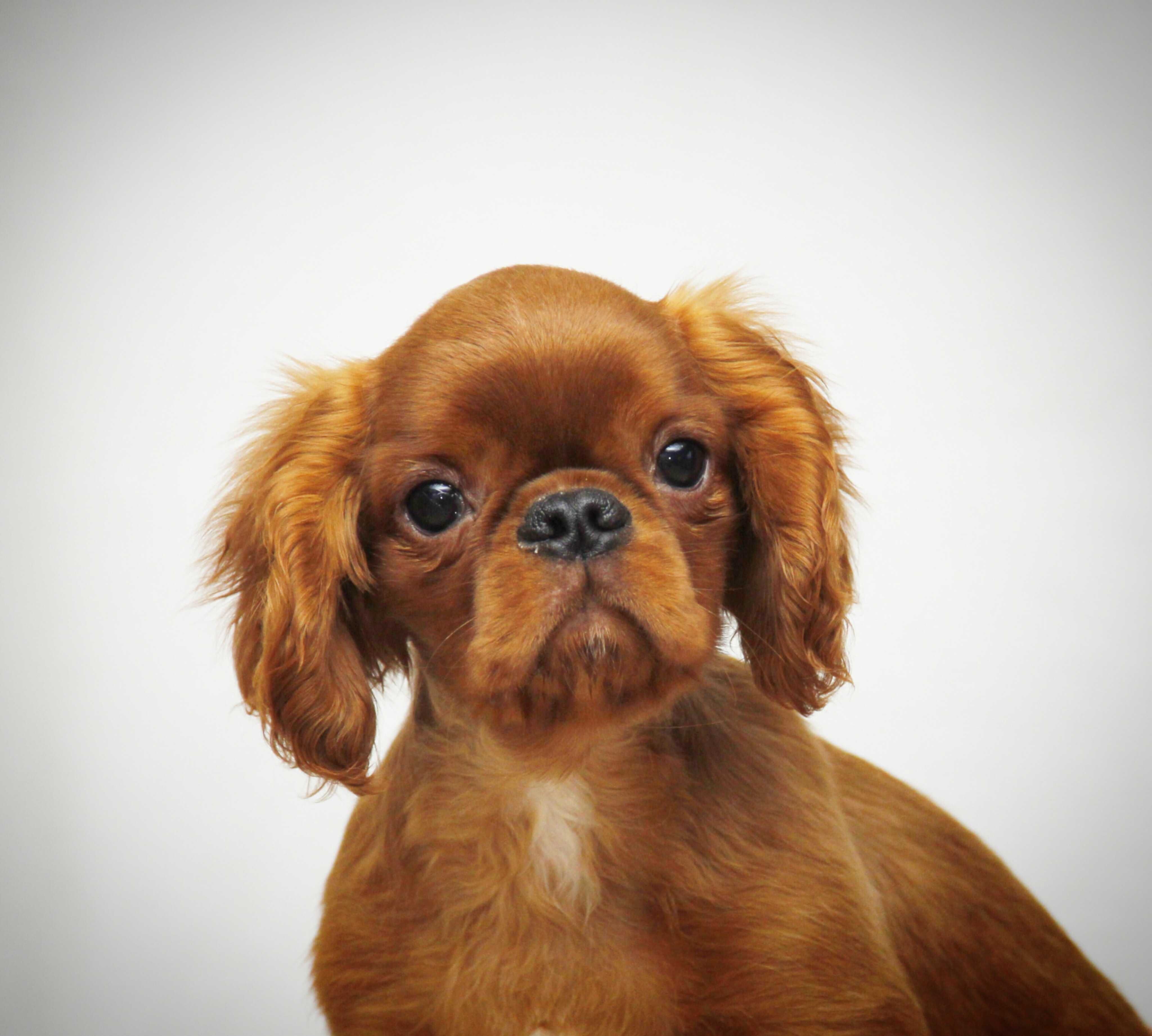 Ruby chłopiec King Charles Spaniel