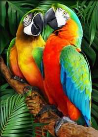 Malowanie Po Numerach Papugi Obraz z Ramą 40x50