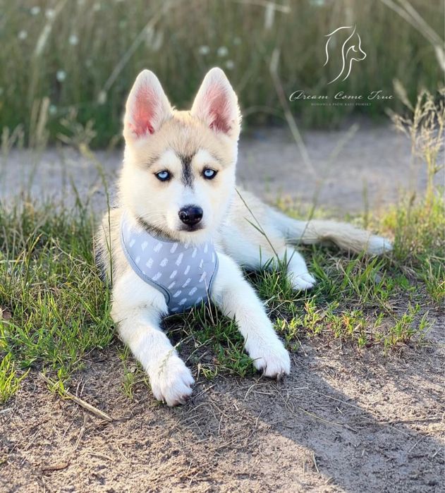 Pomsky ( Mini Husky )