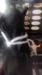 Czarny hobby horse