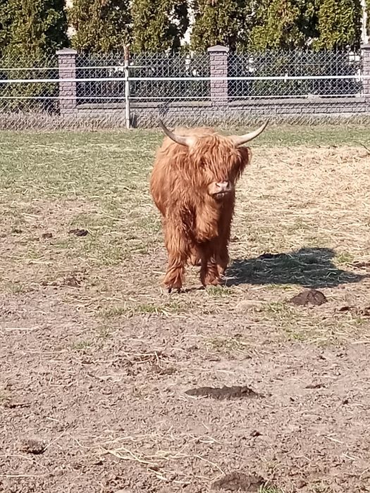 Bydło szkockie, rasa Highland