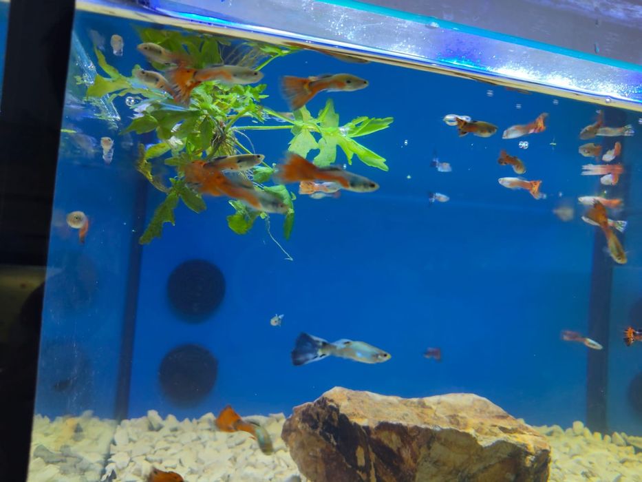 Guppys várias cores