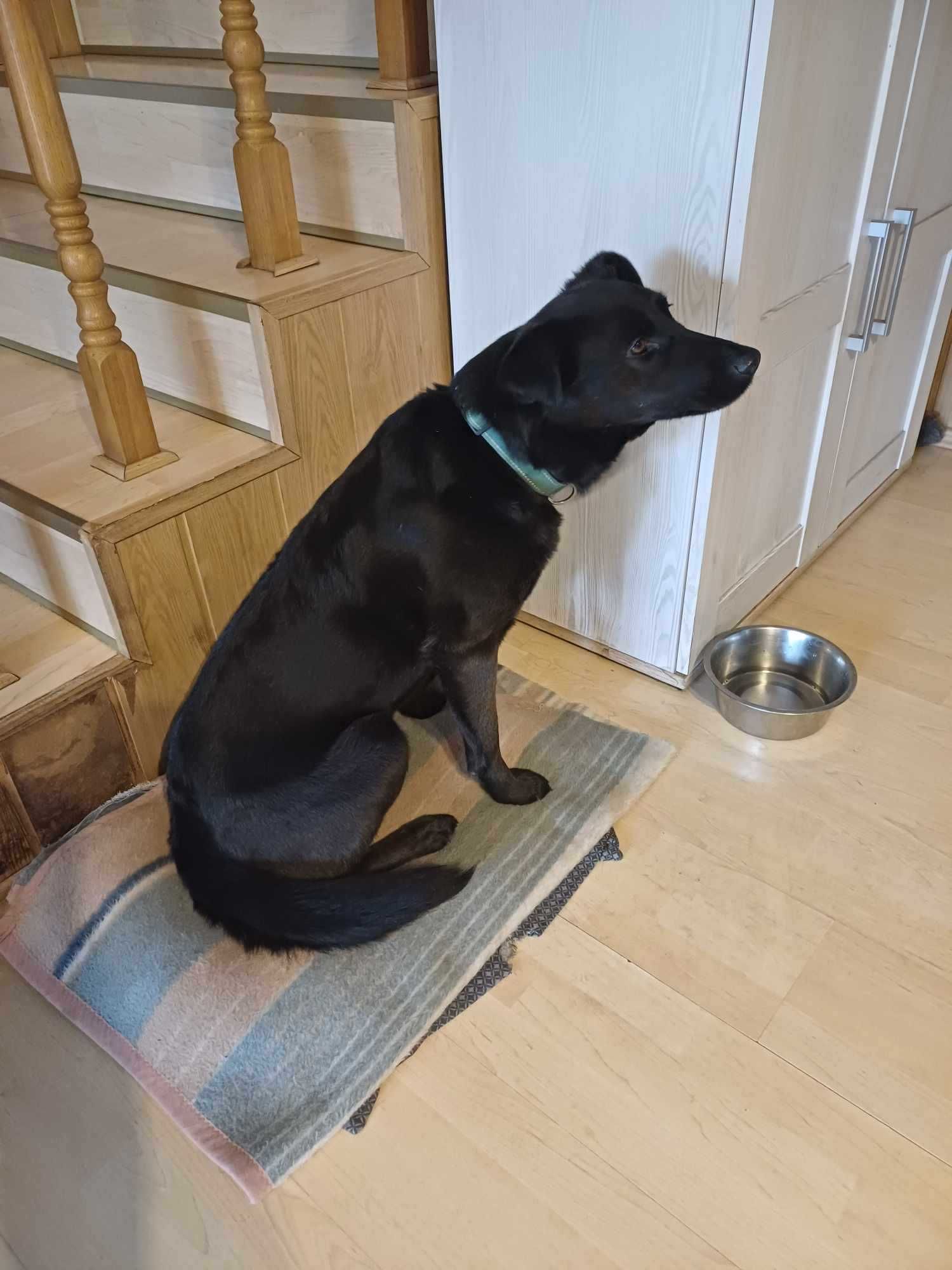 Czarna suczka wielkości labradora, szuka domu z ogrodem