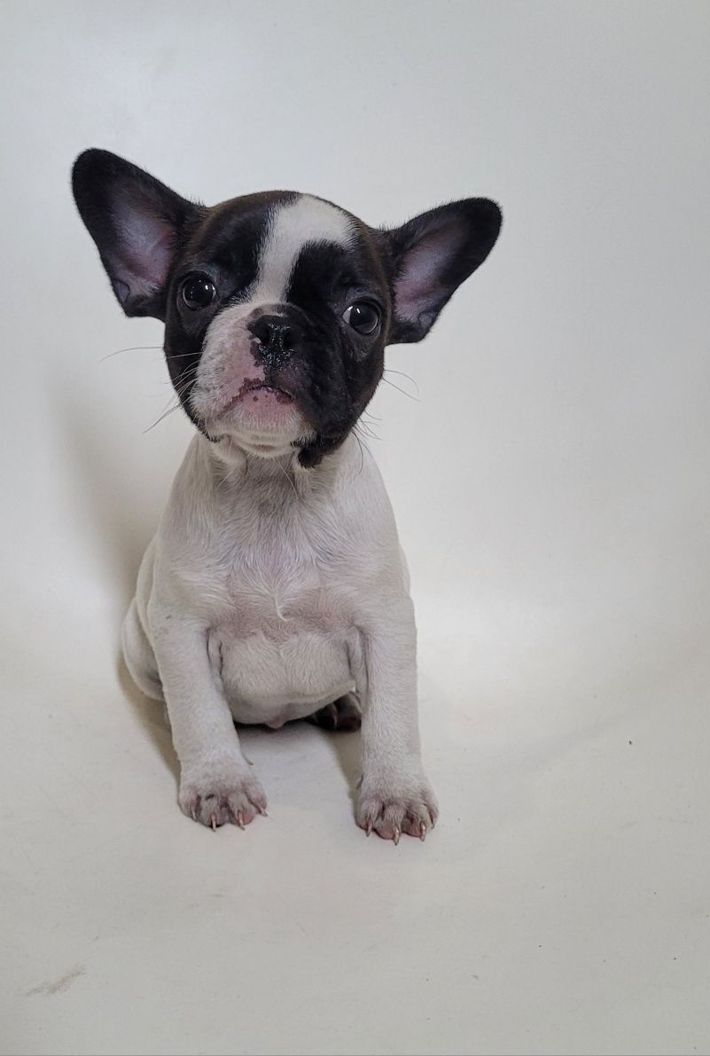 Bulldog femea 2 meses