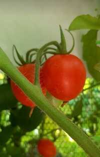 Рассада эксклюзивных ,сортовых томатов