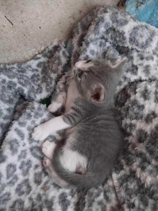 Кошеня хлопчик 1,5 місяці