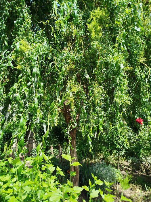 Василёк многолетнее растение.