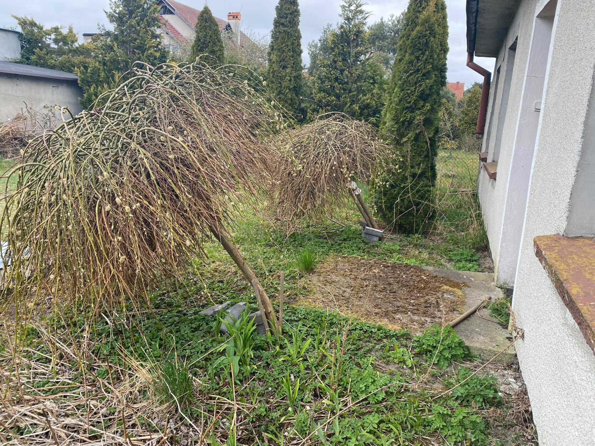 Wierzba zwisająca na pniu - 2 sztuk