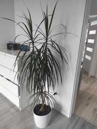Rosślina doniczkowa Dracena 160cm