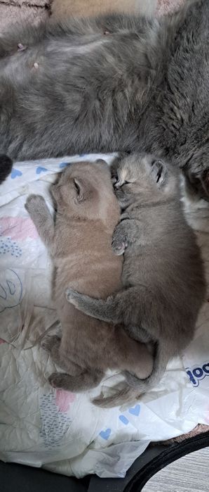 Zarezerwowany Kocurek liliowy brytyjski z rodowodem