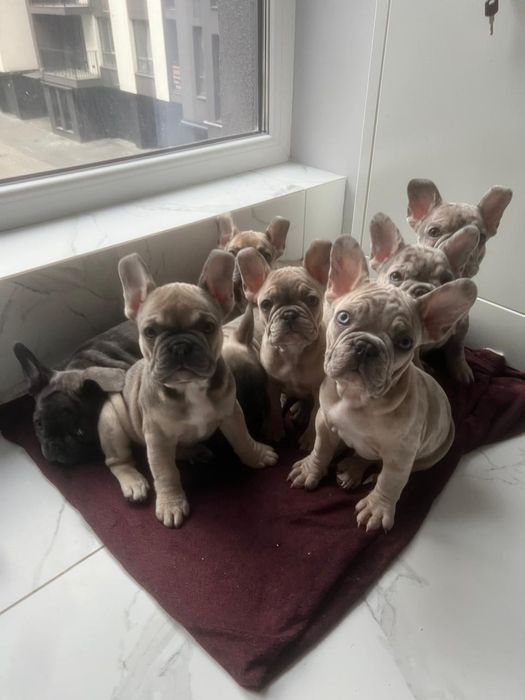 Французький бульдог міні