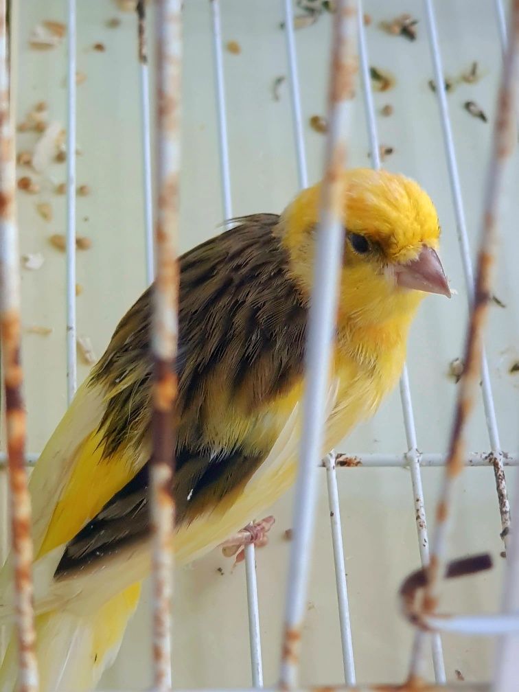 Canário amarelo fêmea
