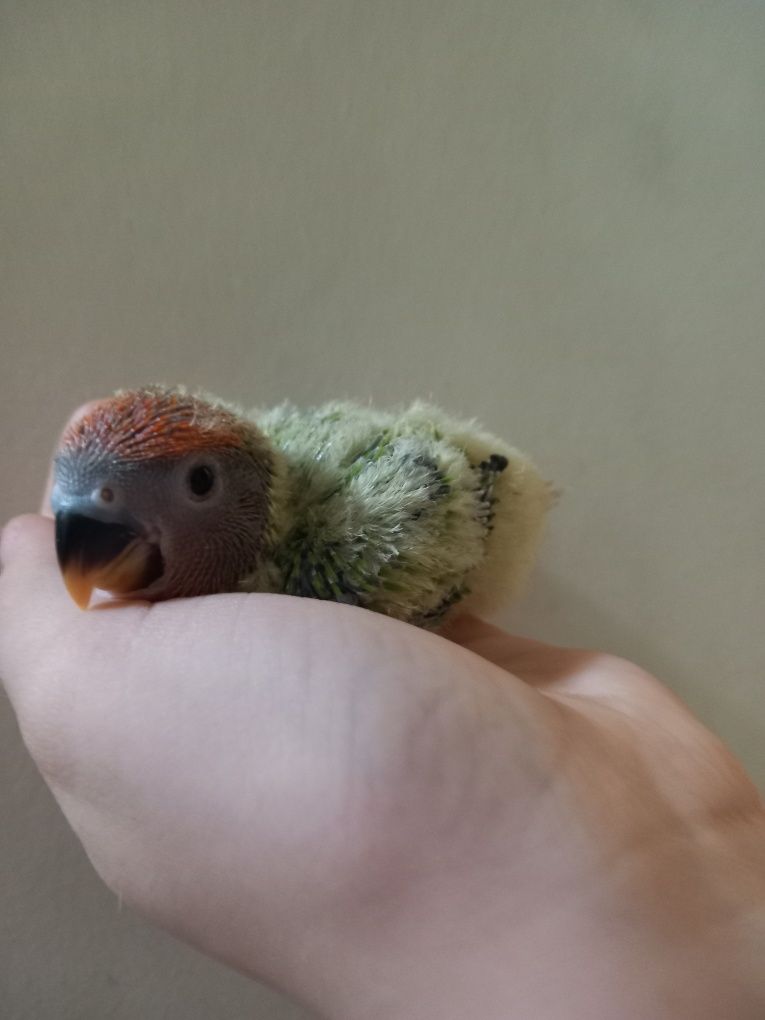 Agapornis para acabar de criar à  mão