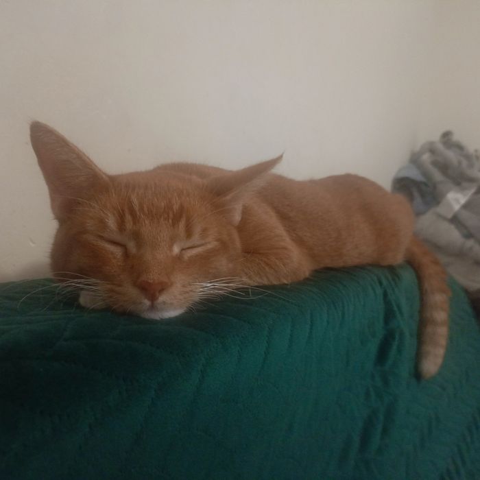 Kotki oddam w dobre ręce