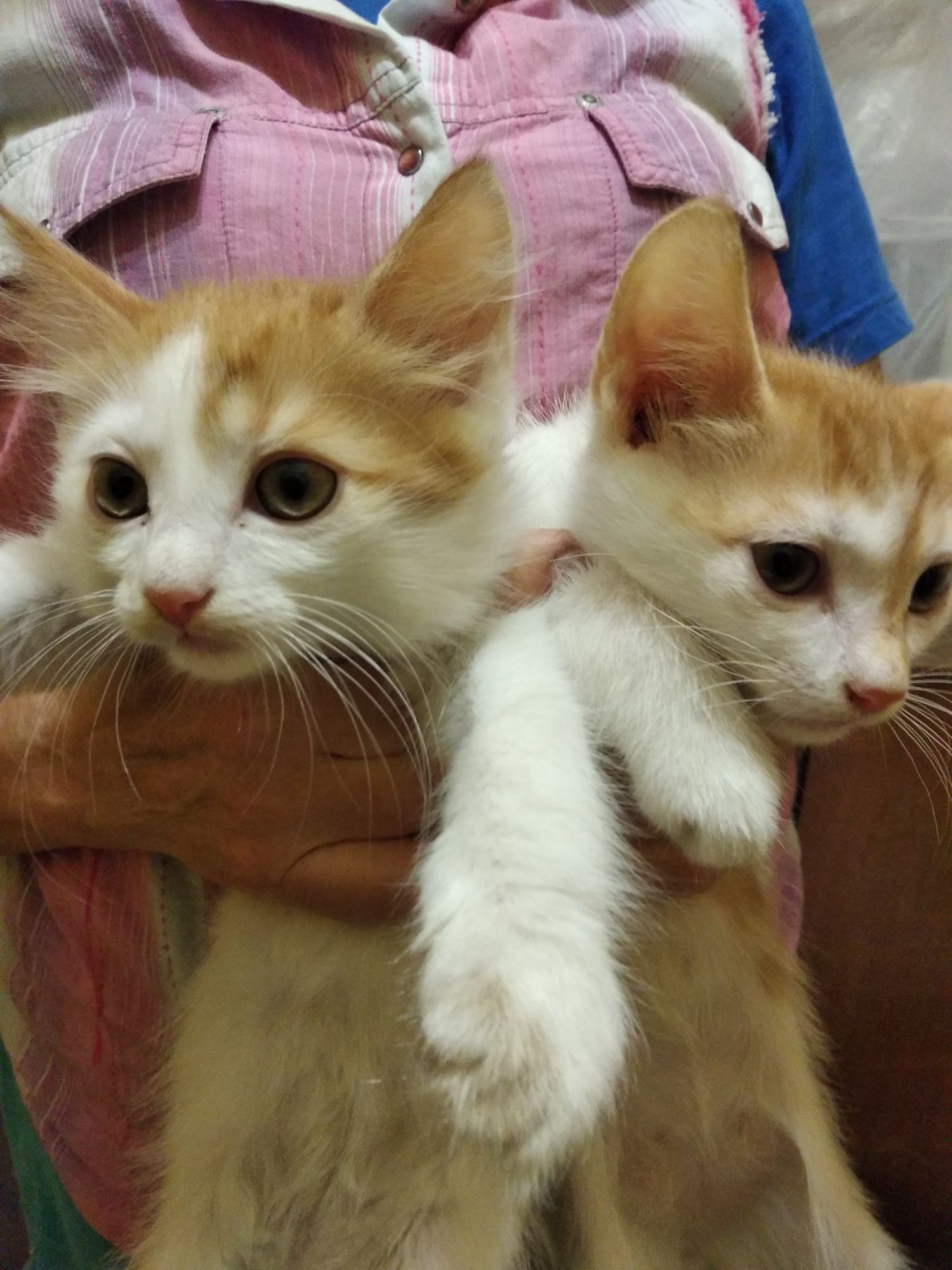 Красивые котята.