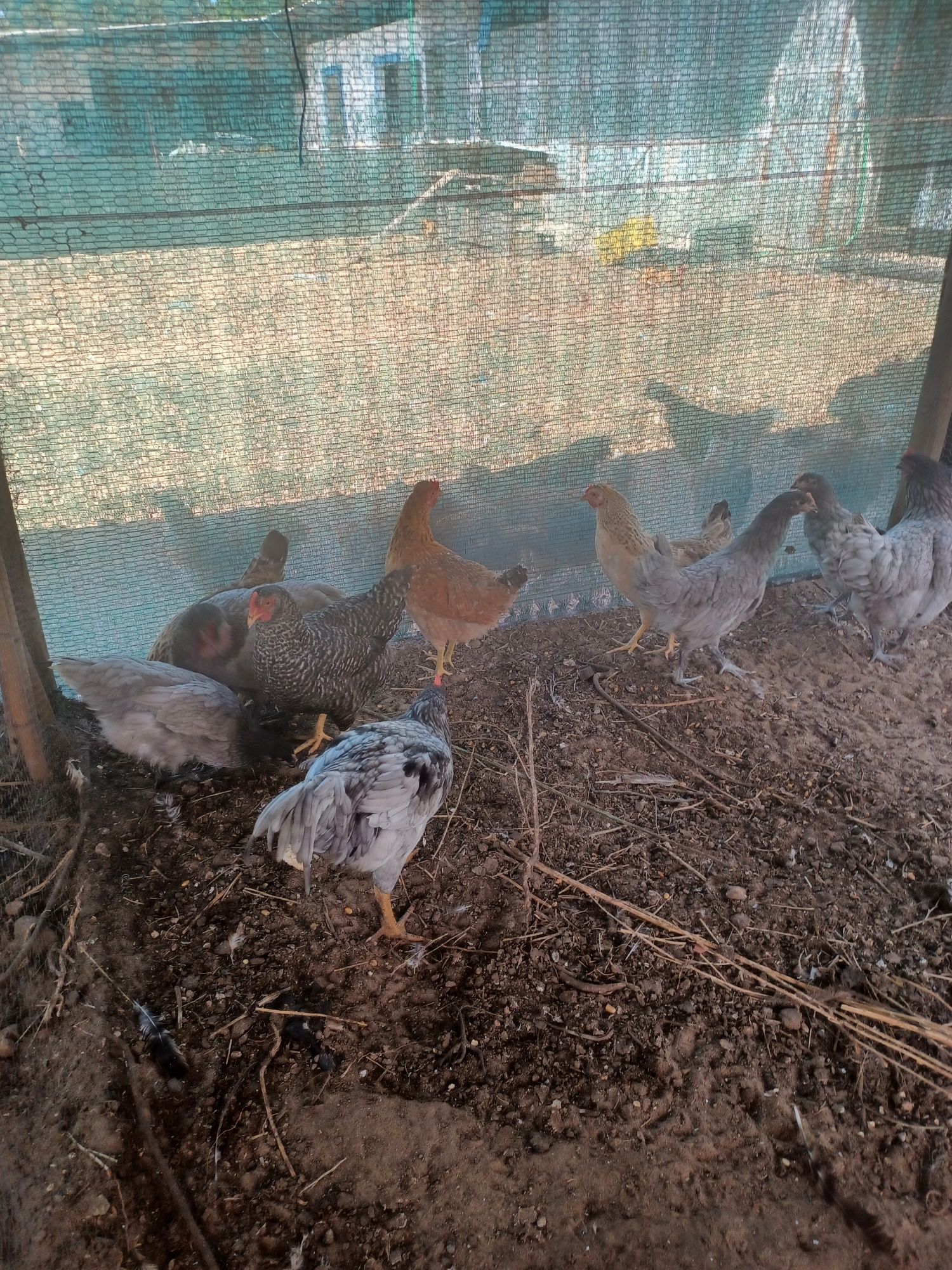 Casal e ovos de galinha