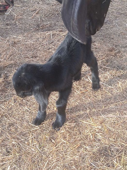 Продам козлика 100% Англо нуб чорного як смола