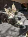 Kocur Maine Coon z rodowodem