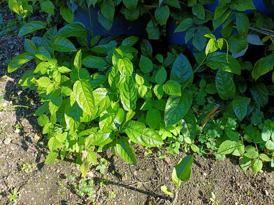 Vendo Pés de Maracujá